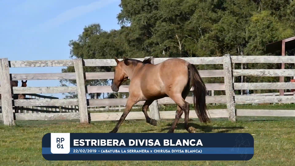 Lote ESTRIBERA DIVISA BLANCA