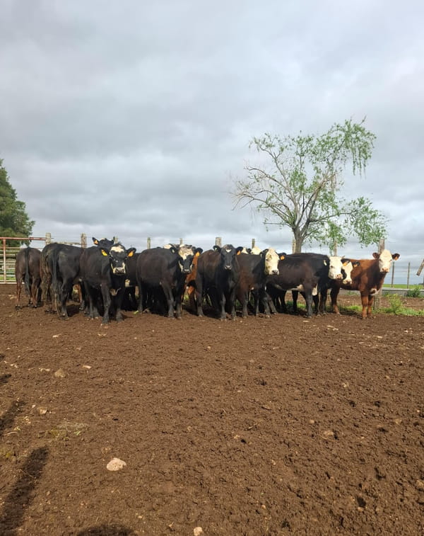 Lote Establecimiento R.A.J