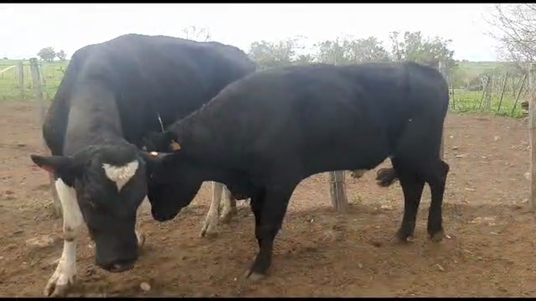 Lote 2 toros cruza