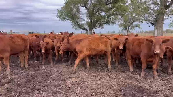 Lote 71 Terneros