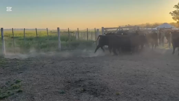 Lote 10 Vaquillonas