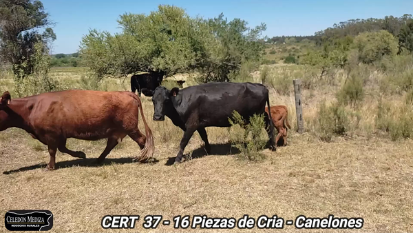 Lote 16 Piezas de cría en Canelones