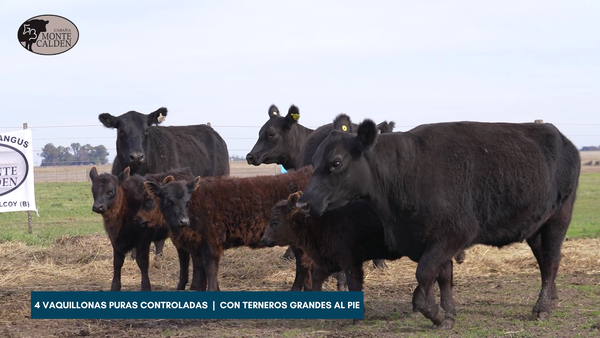 Lote MONTE CALDEN | 4 vaquillonas puras controladas con cria