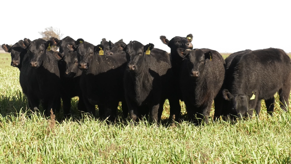 Lote VAQ. ANGUS NEGRAS  PC C/GTÍA DE PREÑEZ