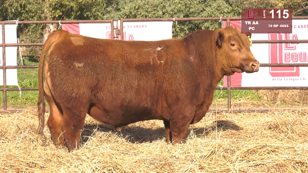 70 4085 — TOROS ANGUS COLORADOS  PC