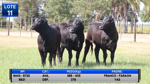 Lote VAQUILLAS BRANGUS PREÑADAS  -LOTE 11