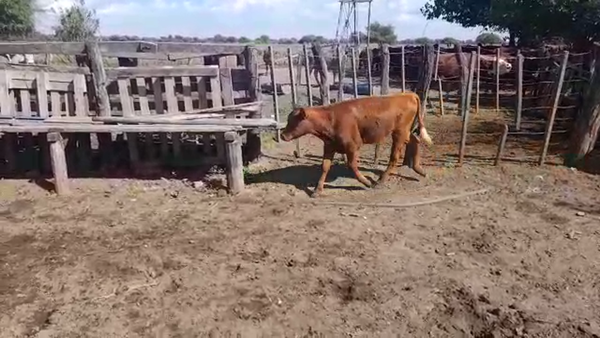 Lote 29 Terneros y terneras  en Santa Fe, Galisteo