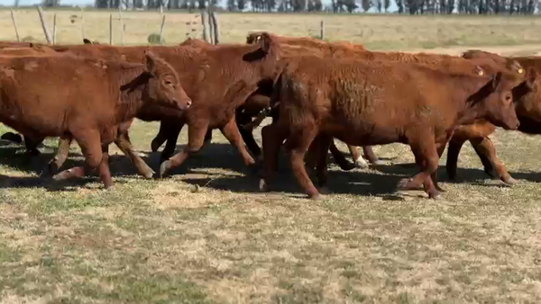 Lote 62 Terneras en La Carlota, Córdoba