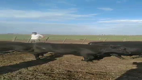 Lote 58 Novillitos y vaquillonas en América, Buenos Aires