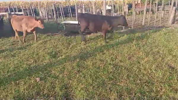 Lote 65 TERNS MACHOS Y HEMBRAS, 9 DE JULIO, PCIA. DE BS. AS.