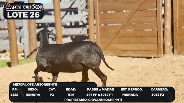 Lote LOTE 26 - CAMPO