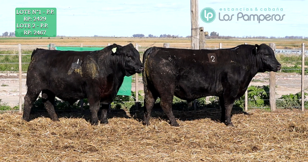 Lote TORO PURO DE PEDIGREE