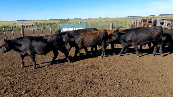 Lote 50 Terneros Coronel Dorrego