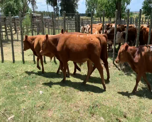Lote 6 Terneros en Melo, Cerro Largo