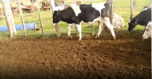 Lote 18 Terneros en Colonia