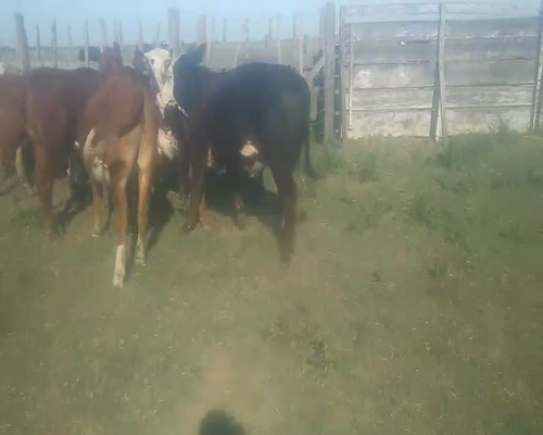 Lote 20 TERNERAS en Moisés Ville, Santa Fe