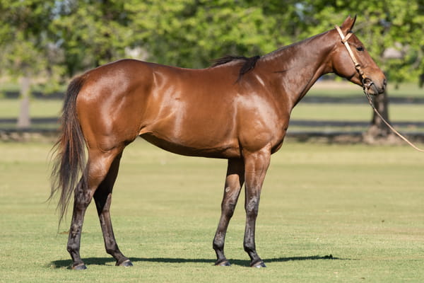 Lote TAITA CHISMOSA - T/E (OPEN ILUMINADO - TAITA GOSSIP GIRL)