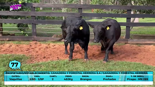 Lote LOTE 77- EN VIVO