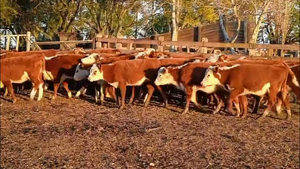 Lote 83 Terneras / Primavera 25 / DL