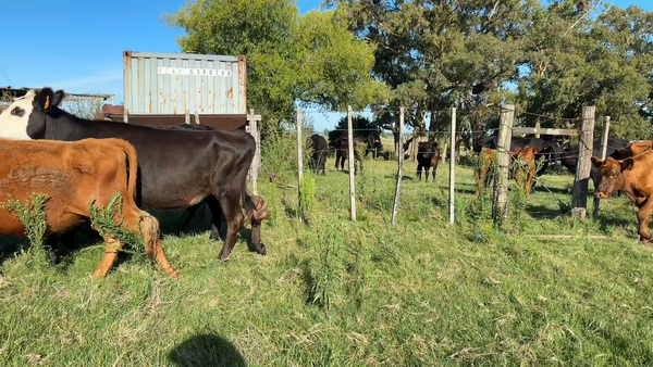 Lote VAQUILLONAS 1 a 2 AÑOS