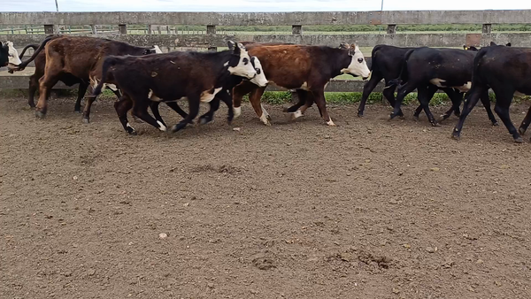 Lote 45 Terneras en Villaguay, Entre Ríos