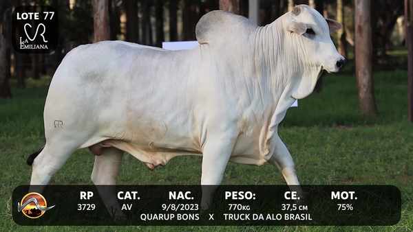 Lote LOTE 77