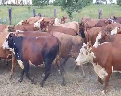 Lote 30 Vacas en San Justo, Santa Fe