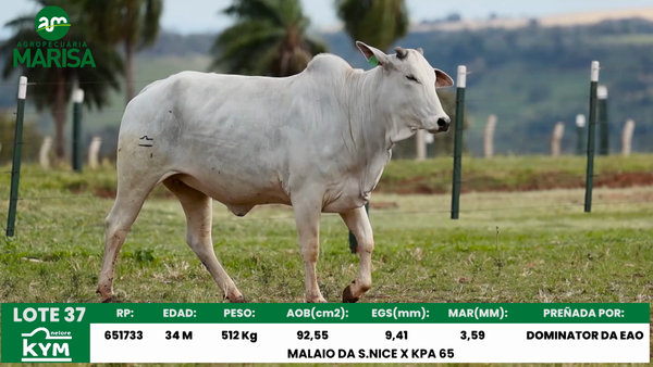 Lote Lote 37
