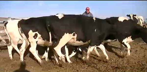 Lote 5 Vaquillonas en Esperanza, Santa Fe