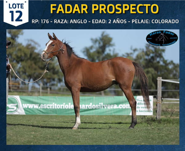 Lote FADAR PROSPECTO