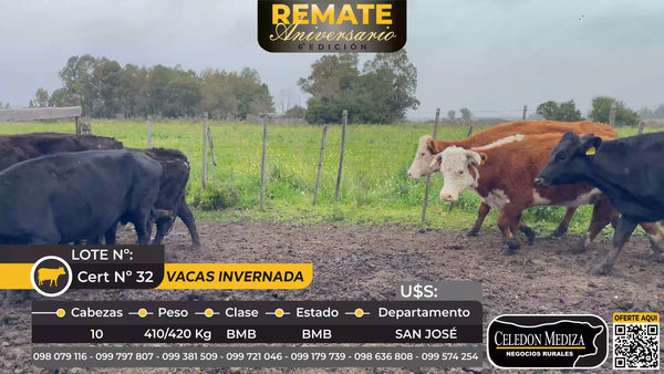 Lote 10 Vacas de Invernada en San José , San José