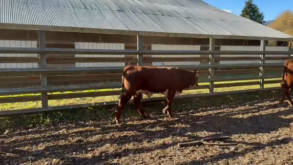 Lote 21 Ternero en Curacautín, IX Región Araucanía