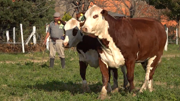 Lote Hembras de Don Amado