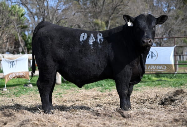 Lote TOROS PUROS DE PEDIGREE