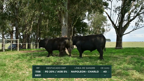 Lote RP - 6651 - 1158