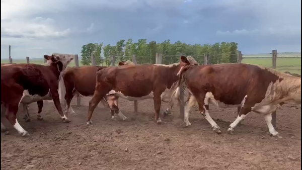 Lote VACAS PREÑADAS