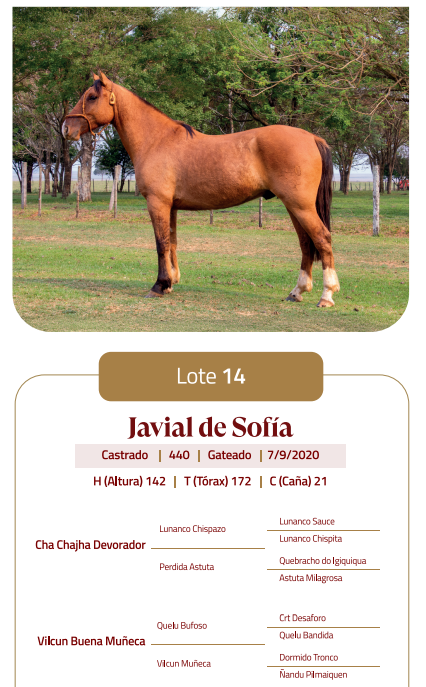Lote LOTE 14