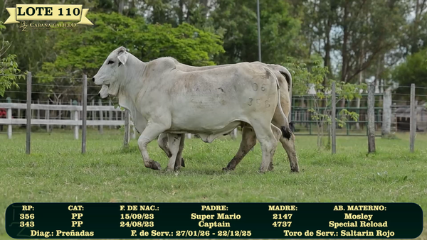 Lote LOTE 110