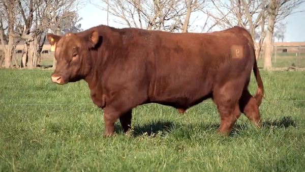 Lote Toros PP y PC a campo con DEPs