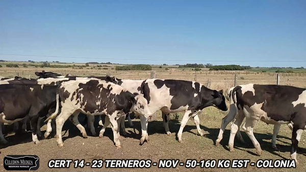 Lote 23 Terneros en Tarariras, Colonia