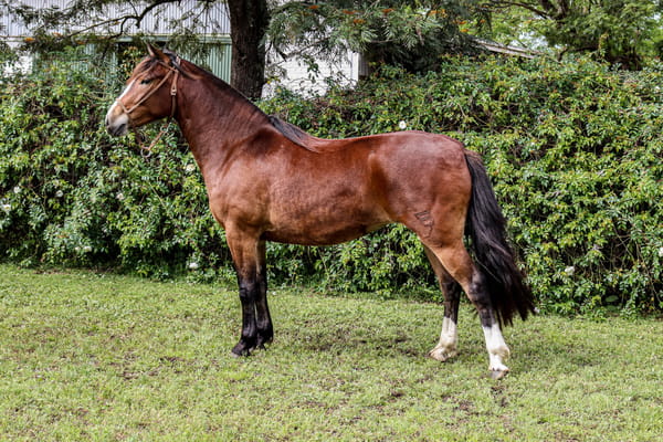 Lote RP  3458 - COÉ ISIDORA