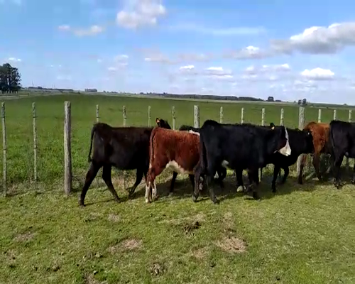 Lote 10 Vaquillonas en Soriano