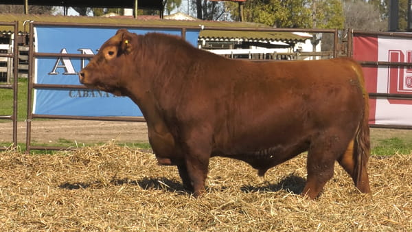 Lote TOROS ANGUS PP