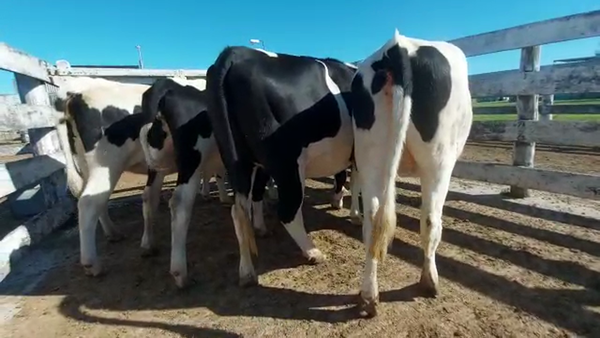 Lote Vaquillonas Preñadas - Welchen Martin
