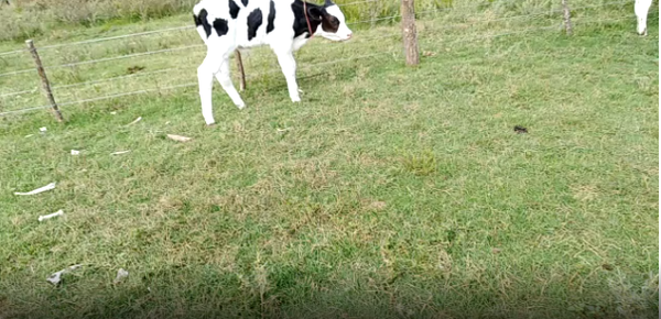 Lote 16 Terneros en San José