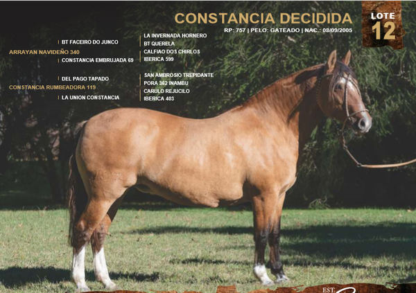 Lote CONSTANCIA DECIDIDA