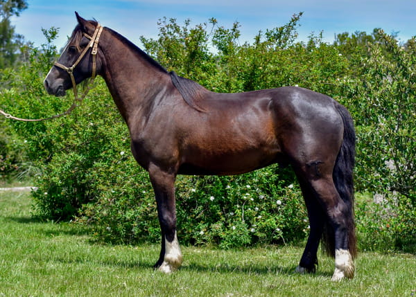 Lote Tobogán Gambito