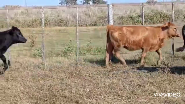 Lote 64 Terneros/as en Chascomús, Buenos Aires