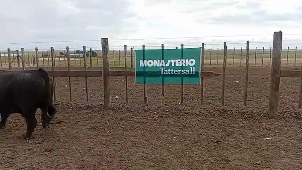 Lote Toros