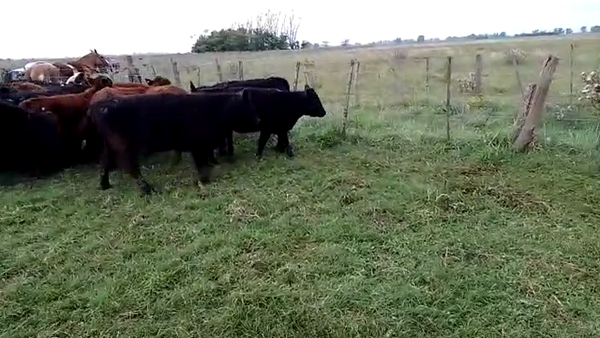 Lote 34 Novillitos y vaquillonas en San Andrés de Giles, Buenos Aires